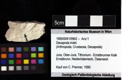 Foto (Objket + Etiketten) von Decapoda indet. 